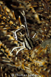 found in Lembeh, F100 by Thomas Lueken 